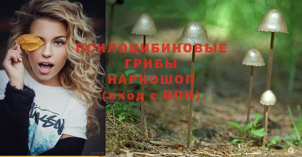 PSILOCYBIN Вяземский